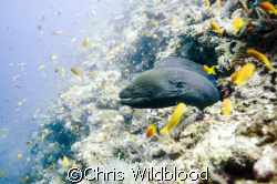 Who shall I have for breakfast.... by Chris Wildblood 
